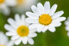 Bug on a Flower