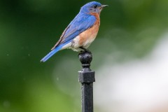 Eastern Bluebird