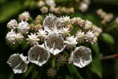 Mountain Laurel