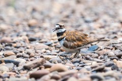 Killdeer