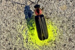 Lightning Bug