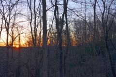Sunrise Woods #1