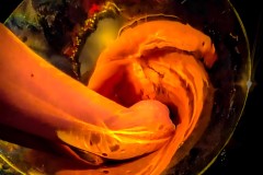 French Horn In Concert