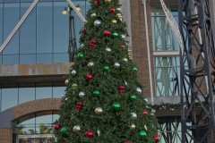 Big Tree