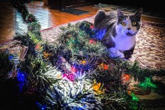 My Helper