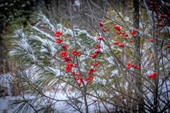 Winter Berries