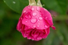 Rose Drops