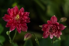 Columbine In Bloom