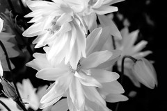Simple-White
