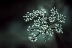 constellation