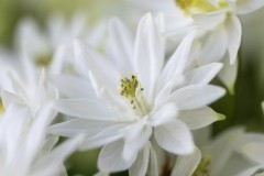 white satin