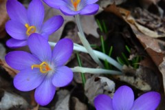 Winter's End - March 26