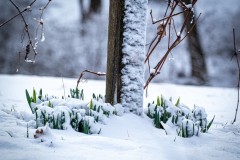Almost Spring