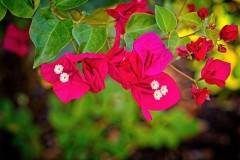 Blooming