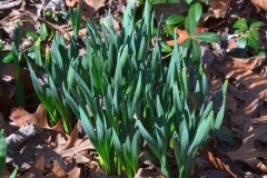 Daffodils Soon