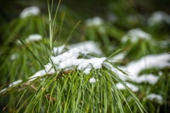 Snow Tipped Pine
