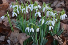 Spring Snow
