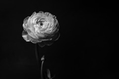 Classic Black and White