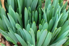 Daffodils