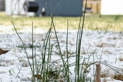Grass