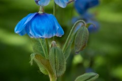 Himalayan Blue