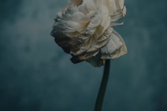 Persian Buttercup