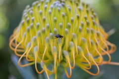 Spring Fly